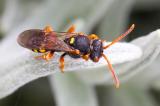 .601_2751-nomada-fucata.jpg