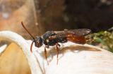 .601_7249-Wespenbieneart-cf-Nomada-ferruginata.jpg