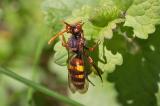 .604_3441-Nomada-flava.jpg