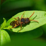 OK118680737Wiesen-WespenbieneNomada-marshamella-PS.jpg