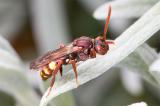 .601_2762-Nomada-panzeri.jpg