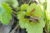 603_9675-Nomada-succincta.jpg