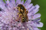 .Gelbbindige-Furchenbiene-Halictus-scabiosae-Fraenkische-Alb-PS.jpg