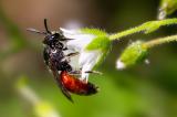 .604_3514_Blutbienenart-_Sphecodes-sp._.jpg