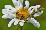 119079704GoldglaenzendeFurchenbieneHalictus-subauratus20250524AIC-PS.jpg