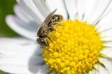 .601_6957-Lasioglossum-sp-Koenigin-2.jpg