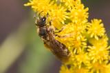 .604_9804_Schmalbienenart_Lassioglossum_sp.jpg