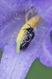 132241099Beulen-MaskenbieneHylaeus_difformis2025-08-14FFB-PS.jpg