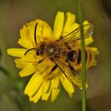 OK122703928Braunbuerstige_HosenbieneDasypoda-hirtipes2025-06-17Sylt-PS.jpg