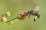 _DC43796Auen-Schenkelbiene_Macropis_europaea_W_20_07_2023_Schmuttertal_Naehe_Diedorf_Robert_Thierbach-PS.jpg