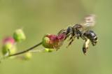 ._DC43796Auen-Schenkelbiene_Macropis-europaea_W_20_07_2023_Schmuttertal_Naehe-Diedorf_Robert_Thierbach-PS.jpg