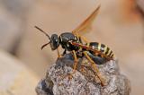 .8-Schweizer-Wespe-Polistes-helveticus-PS.jpg