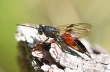Ibalia-leucospoides-1-PS_.jpg