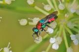 .Bunte-Goldwespe-Chrysis-viridula-PS.jpg