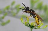 .Charly-Hamburg-Planten-un-Blomen-Bienenwolf-bea.jpg