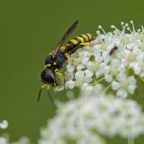 96312012Ectemnius_lituratusNSGKis20270704-PS.jpg