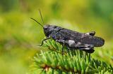 Rotfluegelige-Schnarrschrecke-Psophus-stridulus-M-Wildflussaue-Ammereinzugsgebiet-PS.jpg