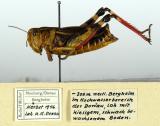 3-Arcyptera-fusca-PS.jpg