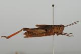 6a._Chortippus_pullus_Illasberg_23.-28.8.52078.JPG