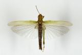 7-Epacromius-tergestinus-_3_-PS.jpg