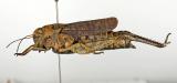 9-Psophus-stridulus-PS.jpg
