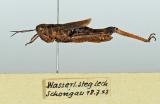 5-Chothippus-pullus-PS.jpg