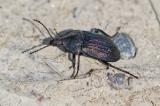 148263845Schwarzer_SchneckenjaegerPhosphuga_atrata2026-04-18Mering-PS.jpg