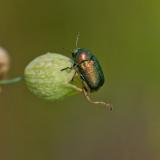 Smaragd-FallkaeferCryptocephalus_aureolusAic95486808-PS.jpg
