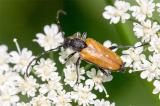 .604_1178-Fleckenhoerniger-Halsbock-_Paracorymbia-maculicornis_.jpg