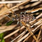 Kleiner Zangenbock 144478800Schrotbock.Rhagium_inquisitorNSGKissH20260226-PS.jpg