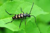 Vierbindiger-Schmalbock-Leptura-quadrifasciata-M-Lechauen-PS.jpg