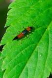 OK116480297BunterUferkurzflueglerPaederus-riparius2025-04-30PE-PS.jpg