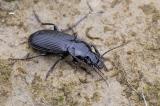 Pterostichus-melanarius-Lichti-2024-06-11-Glon-PS.jpg