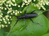 Cerambyx_scopolii1-Lichti-2025-05-29-Leithagebirge-Burgenland-PS.jpg
