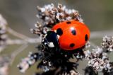 Fuenfpunkt-Marienkaefer-Coccinella-quinquepunctata-Fraenkische-Alb-PS.jpg