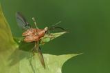 .Eichelbohrer-(Curculio-glandium)-DSC05790PS-PS-2.jpg