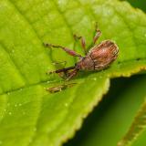 149421904KirschkernstecherAnthonomus_rectirostris2026-04-28Friedberg-PS.jpg