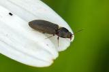 91693542Agriotes-pallidulusLechKoe-A-2024-05-24-PS.jpg