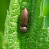 149428866Dunkelbrauner_SchnellkaeferAgriotes_-obscurus2026-04-28Friedberg-PS.jpg