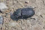 115722326GemeinerStaubkaeferrOpatrum_sabulosum2025-04-28AIC-PS.jpg
