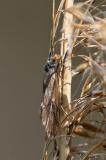 113569829KoecherfliegenartBrachycentrus-subnubilus2025-04-10PE-PS.jpg