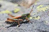 .Alpen-Keulenschrecke--_Aeropedellus--variegatus_-m-zirpend-Graubuenden-PS.jpg