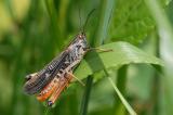 .Bunter-Alpengrashuepfer-_Stenobothrus-rubicundulus_-beim-Piz-Daint-Ofenpass-_circa-2400m_-PS.jpg