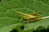 Chrysochraon-brachyptera-Kleine-Goldschrecke--Stadtwald-Augs-PS.jpg