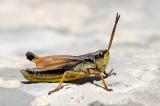 Schweizer-Goldschrecke-_Podismopsis-keisti_-Churfirsten-Schweiz-_4_-PS.jpg