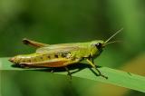 .Sumpfgrashuepfer-Chorthippus-montanus-w-Pfaffenwinkel-_2_-PS.jpg