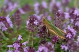 Chortippus-albomarginatus-Weissrandiger-Grashhuepfer,-Ries-PS.jpg