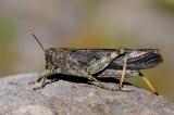 5-Gefleckte-Schnarrschrecke-Bryodemella-tuberculata-m-2-PS.jpg