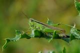 .Lauchschrecke-Mecostethus-parapleurus-Bodensee-2-PS.jpg