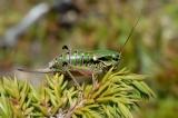 .Anonconotus-alpinus--Alpenschrecke-Lechtaler-Alpen-6.9-PS.jpg